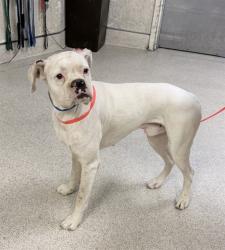 Shelter Stray Male Dog last seen CASA BLANCA NEIGHBORHOOD, RIVERSIDE, CA, 6851 Van Buren Boulevard, Jurupa Valley, CA 92509, USA