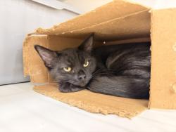 Shelter Stray Female Cat last seen HESPERIAN/A ST HOME DEPOT, 16 Barnes Ct, Hayward, CA 94544, USA