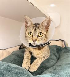Shelter Stray Female Cat last seen LONGWOOD PARK, 16 Barnes Ct, Hayward, CA 94544, USA