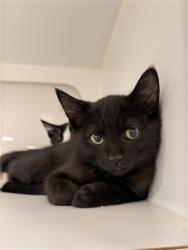Shelter Stray Male Cat last seen GRACE/MONTGOMERY, 16 Barnes Ct, Hayward, CA 94544, USA