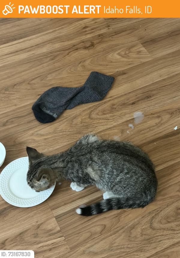 Found/Stray Unknown Cat last seen 25th, Idaho Falls, ID 83404
