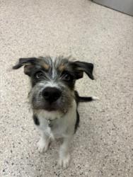 Shelter Stray Male Dog last seen Near BLOCK W THORNTON PKWY #75, 12155 Park Blvd, Brighton, CO 80601, USA