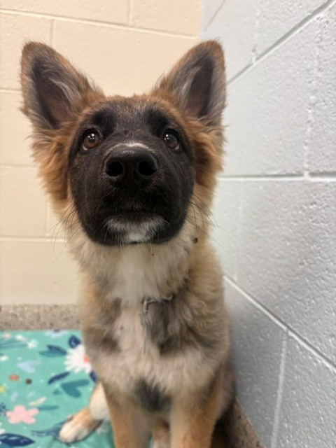 Shelter Stray Female Dog last seen Near BLOCK E 97TH AVE, 12155 Park Blvd, Brighton, CO 80601, USA