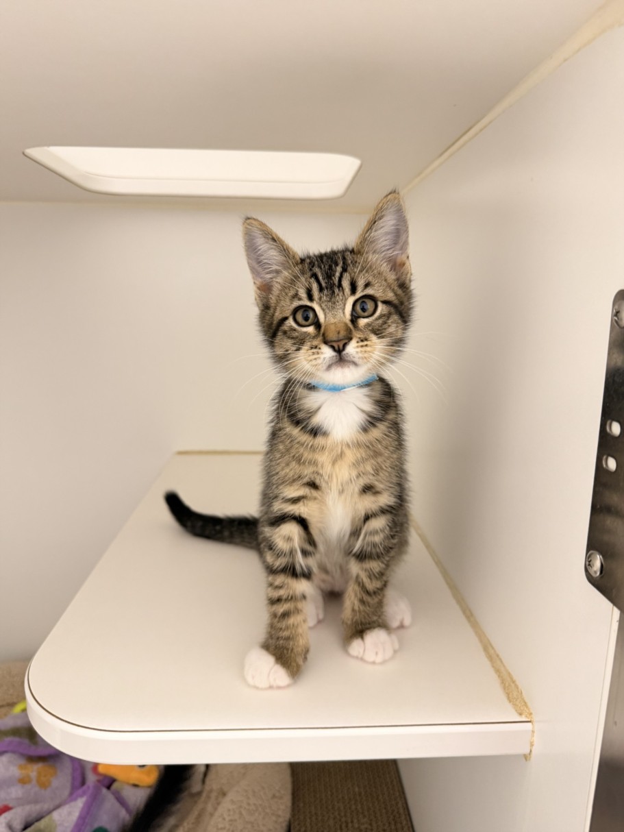 Shelter Stray Male Cat last seen BELMONT/BERRY, 16 Barnes Ct, Hayward, CA 94544, USA