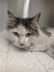 Shelter Stray Female Cat last seen Near BLOCK E BRIDGE ST, 12155 Park Blvd, Brighton, CO 80601, USA