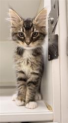 Shelter Stray Male Cat last seen BELMONT/BERRY, 16 Barnes Ct, Hayward, CA 94544, USA