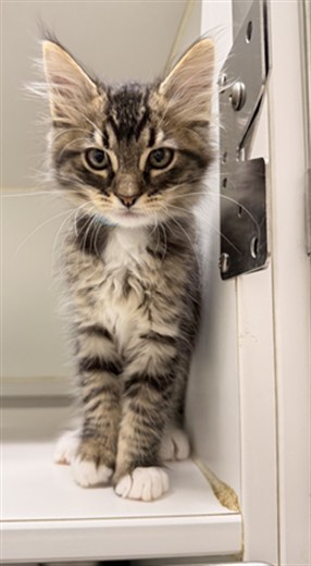 Shelter Stray Male Cat last seen BELMONT/BERRY, 16 Barnes Ct, Hayward, CA 94544, USA