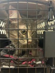 Shelter Stray Unknown Cat last seen Near BLOCK SYLVIA DR, 12155 Park Blvd, Brighton, CO 80601, USA