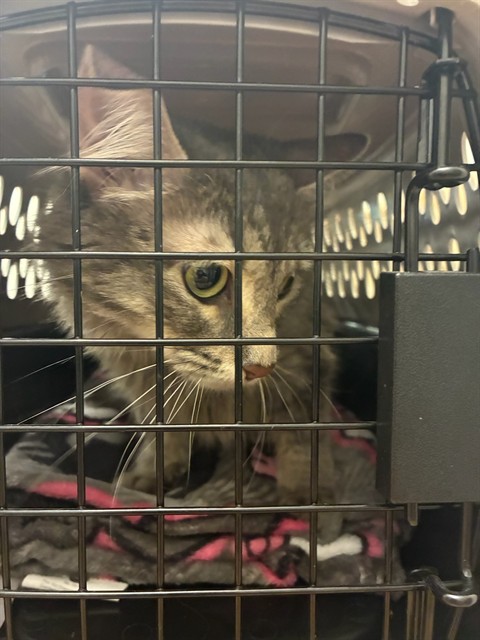 Shelter Stray Unknown Cat last seen Near BLOCK SYLVIA DR, 12155 Park Blvd, Brighton, CO 80601, USA