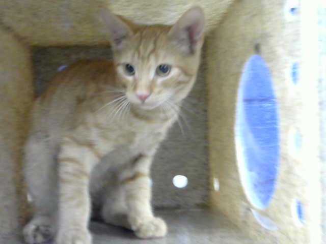 Shelter Stray Male Cat last seen WYOMING & NORTHEASTERN, 8920 Lomas Blvd NE, Albuquerque, NM 87112, USA