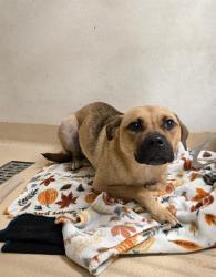 Shelter Stray Female Dog last seen ENDICOTT AVE/HUME AVE,63114, 10521 Baur Blvd, Olivette, MO 63132, USA