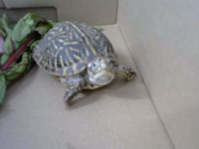 Shelter Stray Unknown Other last seen EUBANK & SPAIN, 8920 Lomas Blvd NE, Albuquerque, NM 87112, USA