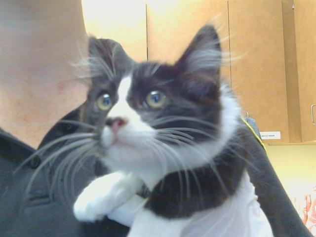 Shelter Stray Male Cat last seen KARA DR/VIVIAN CT, 95828, 3839 Bradshaw Rd, Sacramento, CA 95827, USA
