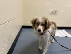 Shelter Stray Male Dog last seen Near BLOCK W ALAMEDA AVE, DENVER CO 80223, 1241 W Bayaud Ave, Denver, CO 80223, USA