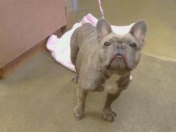 Shelter Stray Female Dog last seen YELLOWSTONE LN/WRIGHT ST, 95821, 3839 Bradshaw Rd, Sacramento, CA 95827, USA