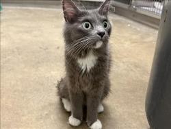 Shelter Stray Unknown Cat last seen , 14409 Vanowen St, Van Nuys, CA 91405, USA