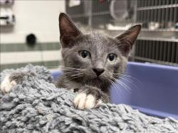 Shelter Stray Unknown Cat last seen , 14409 Vanowen St, Van Nuys, CA 91405, USA