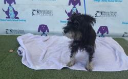 Shelter Stray Male Dog last seen , 2769 Conroy Rd, Orlando, FL 32839, USA