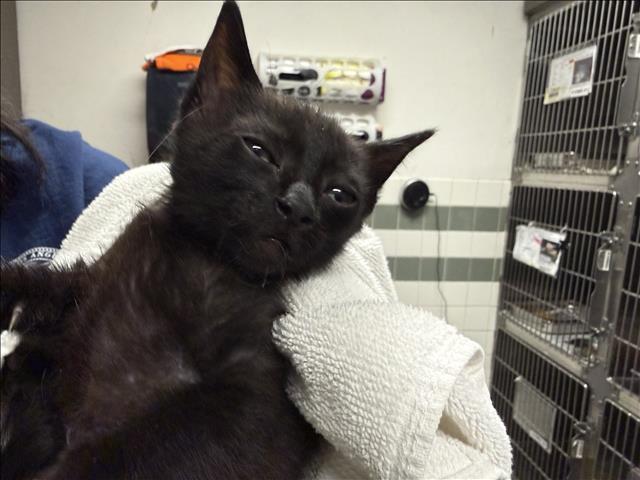 Shelter Stray Unknown Cat last seen , 14409 Vanowen St, Van Nuys, CA 91405, USA