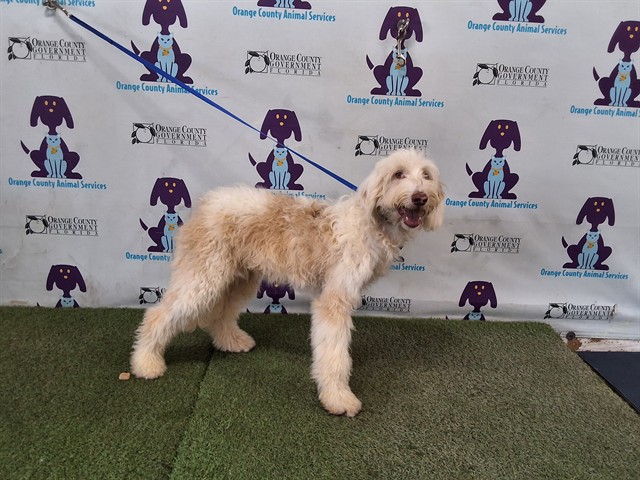 Shelter Stray Male Dog last seen , 2769 Conroy Rd, Orlando, FL 32839, USA