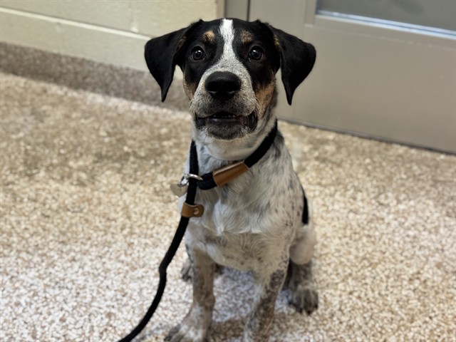 Shelter Stray Male Dog last seen Near BLOCK E 8TH ST, PUEBLO, CO, 4600 Eagleridge Pl, Pueblo, CO 81008, USA