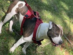 Lost Male Dog last seen Cover Creek, Charlotte, NC 28215