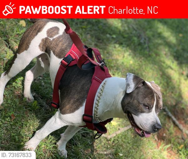 Lost Male Dog last seen Cover Creek, Charlotte, NC 28215