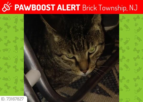 Lost Male Cat last seen Wehrlen Brothers Marina, Brick Township, NJ 08724