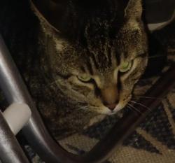 Lost Male Cat last seen Wehrlen Brothers Marina, Brick Township, NJ 08724