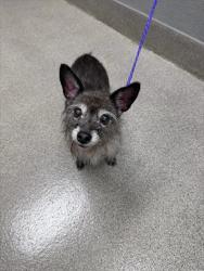 Shelter Stray Male Dog last seen CEDAR AVE & N 28TH ST, 655 N Mojave Rd, Las Vegas, NV 89101, USA