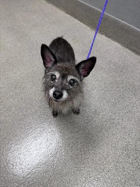 Shelter Stray Male Dog last seen CEDAR AVE & N 28TH ST, 655 N Mojave Rd, Las Vegas, NV 89101, USA