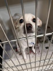 Shelter Stray Male Dog last seen , 655 N Mojave Rd, Las Vegas, NV 89101, USA