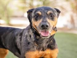 Shelter Stray Female Dog last seen , 655 N Mojave Rd, Las Vegas, NV 89101, USA