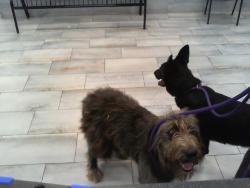 Shelter Stray Unknown Dog last seen CHARLOTTE, 8315 Byrum Dr, Charlotte, NC 28217, USA