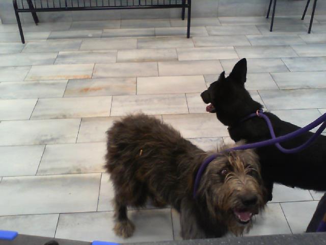 Shelter Stray Unknown Dog last seen CHARLOTTE, 8315 Byrum Dr, Charlotte, NC 28217, USA