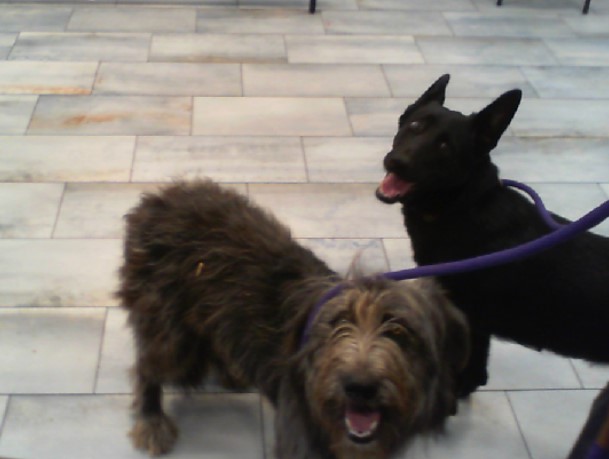 Shelter Stray Female Dog last seen CHARLOTTE, 8315 Byrum Dr, Charlotte, NC 28217, USA