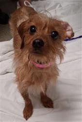 Shelter Stray Female Dog last seen N LAMB BLVD & E CRAIG RD, 655 N Mojave Rd, Las Vegas, NV 89101, USA