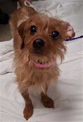 Shelter Stray Female Dog last seen N LAMB BLVD & E CRAIG RD, 655 N Mojave Rd, Las Vegas, NV 89101, USA