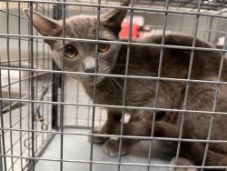 Shelter Stray Female Cat last seen Near BLOCK ALCOTT AVE, LAS VEGAS NV 89142, 655 N Mojave Rd, Las Vegas, NV 89101, USA