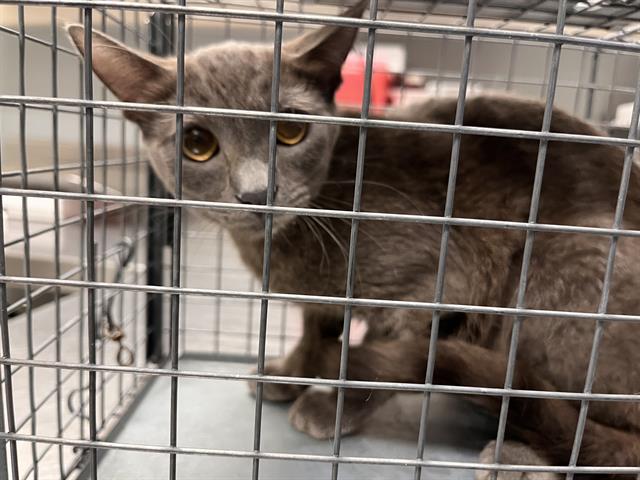 Shelter Stray Female Cat last seen Near BLOCK ALCOTT AVE, LAS VEGAS NV 89142, 655 N Mojave Rd, Las Vegas, NV 89101, USA