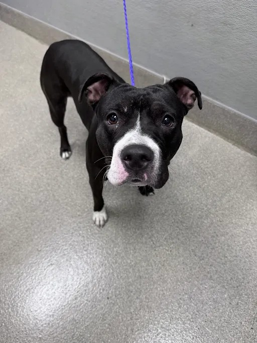 Shelter Stray Female Dog last seen W OAKEY BLVD & S DECATUR BLVD, 655 N Mojave Rd, Las Vegas, NV 89101, USA