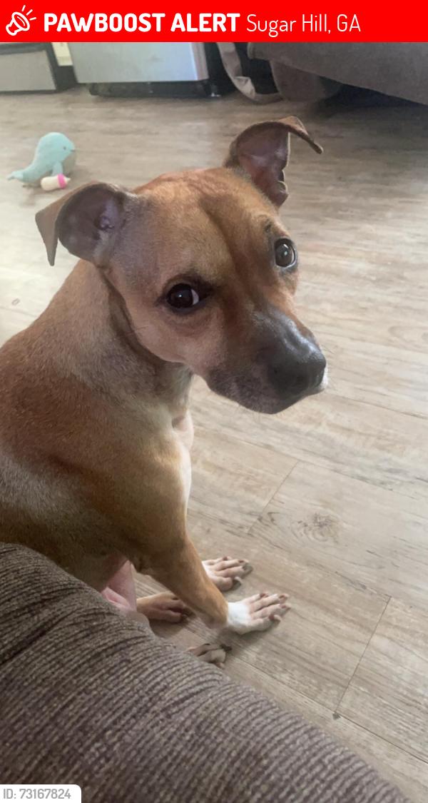 Lost Female Dog last seen Near hessie lane, Sugar Hill, GA 30518