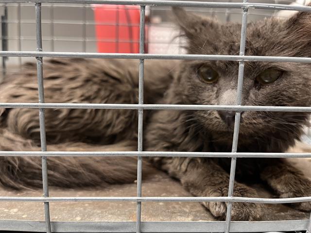 Shelter Stray Male Cat last seen Near BLK E CRAIG RD, 655 N Mojave Rd, Las Vegas, NV 89101, USA