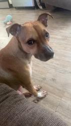 Lost Female Dog last seen Near hessie lane, Sugar Hill, GA 30518