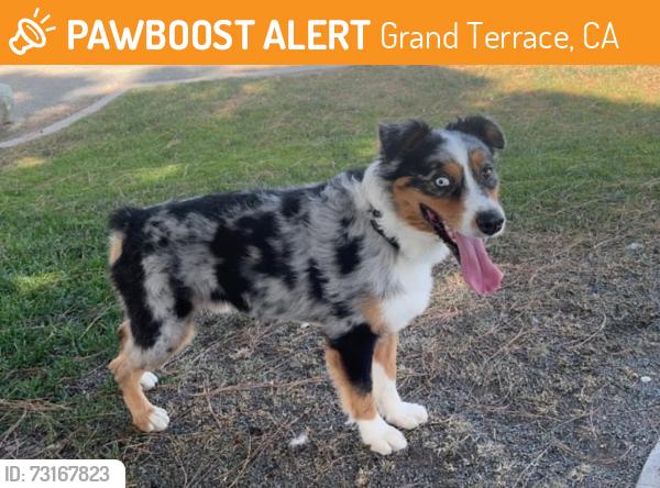 Found/Stray Male Dog last seen Found at the Grand Terrace dog park on Vista Grande Way near Terrace View elementary school, Grand Terrace, CA 92313