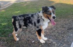 Found/Stray Male Dog last seen Found at the Grand Terrace dog park on Vista Grande Way near Terrace View elementary school, Grand Terrace, CA 92313