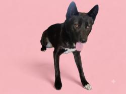 Shelter Stray Female Dog last seen , 1850 W 60th St, Los Angeles, CA 90047, USA