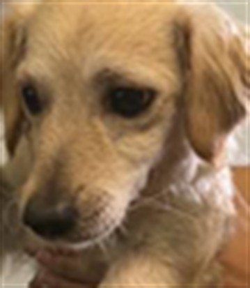 Shelter Stray Female Dog last seen , 1850 W 60th St, Los Angeles, CA 90047, USA