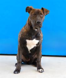 Shelter Stray Female Dog last seen , 4275 Elton St, Baldwin Park, CA 91706, USA