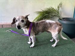 Shelter Stray Male Dog last seen , 4275 Elton St, Baldwin Park, CA 91706, USA